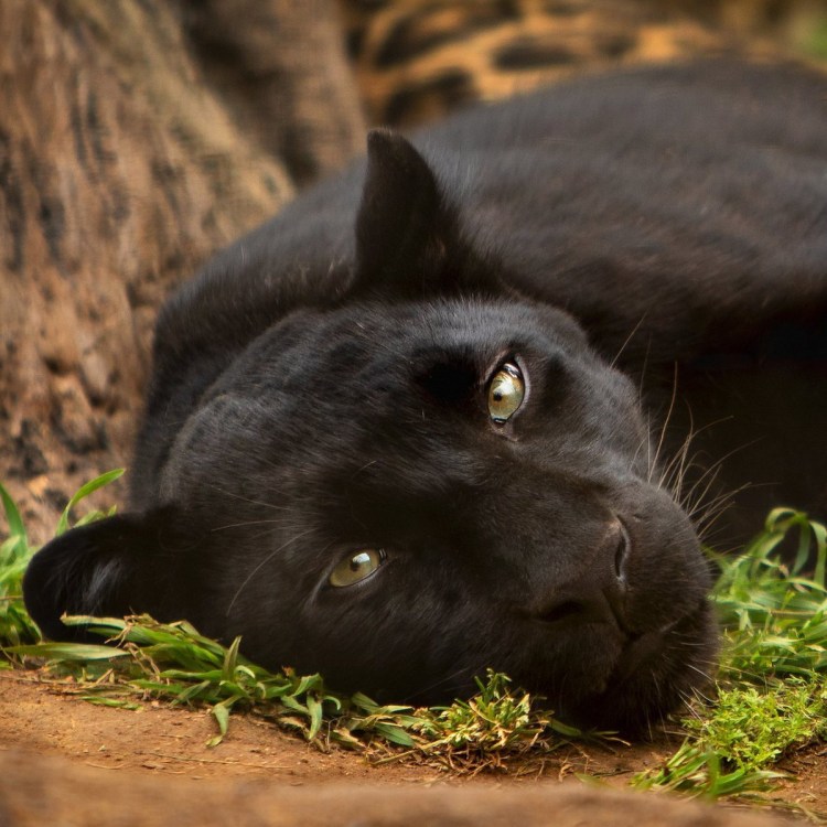 Пума и пантера