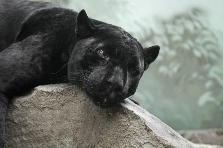 Пума и пантера