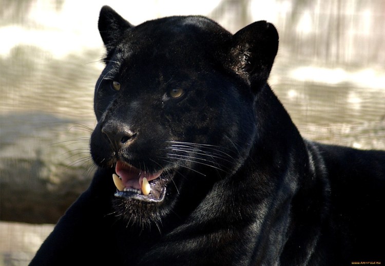 Пума Багира