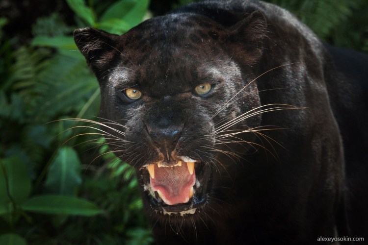 Леопард меланист