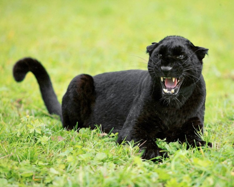 Черная пантера Ягуар меланист