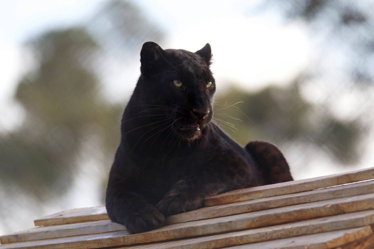 Черная Пума Багира