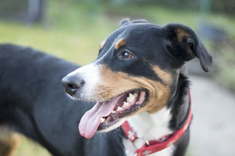 Колли гончая