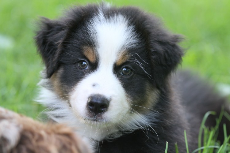 Бернский зенненхунд