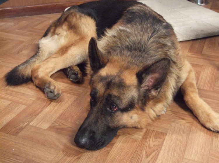 Граф Шутц Хунд похороны