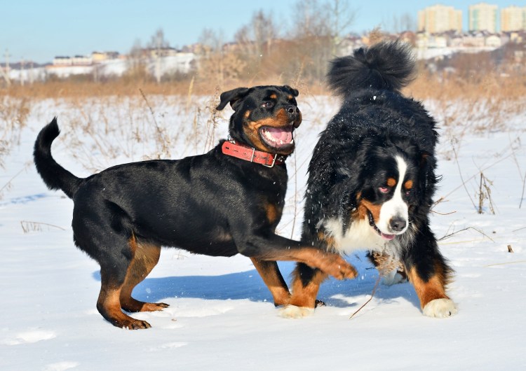 Порода зимний Хунд