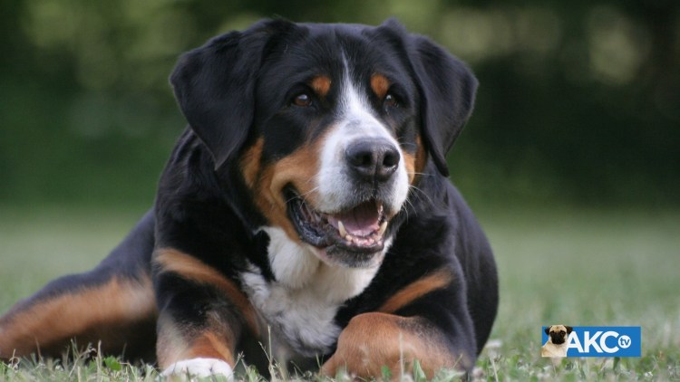 Собака Бернский зимний Хунд