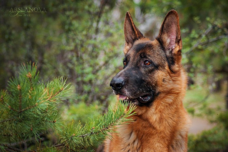 Немецкая овчарка Граф Шутц