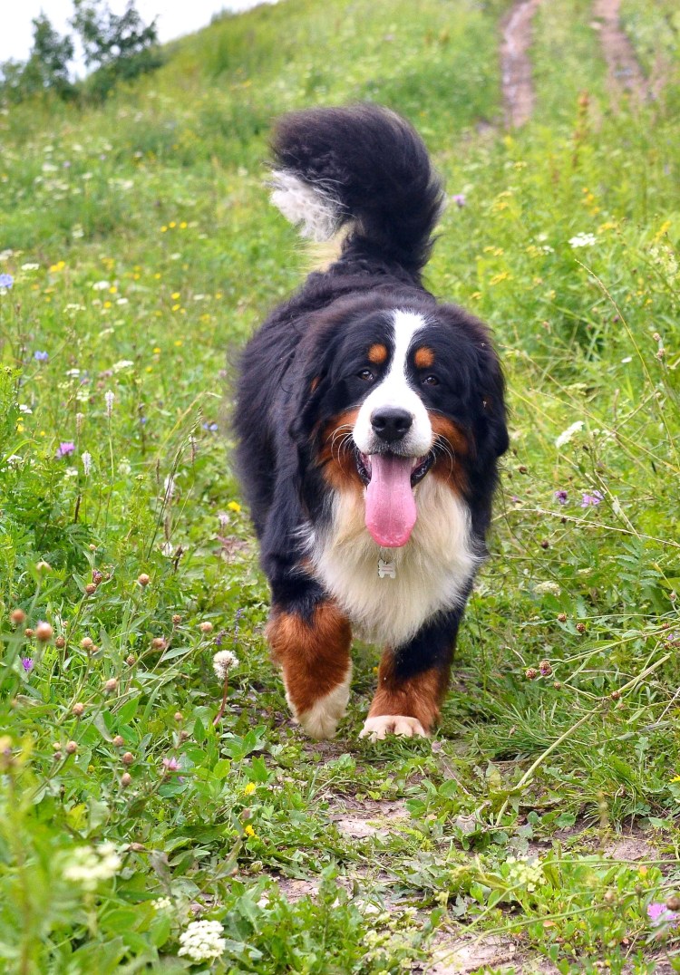 Собака продолжение