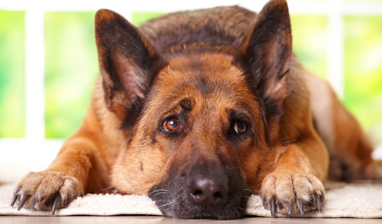 Финский лаппхунд щенки