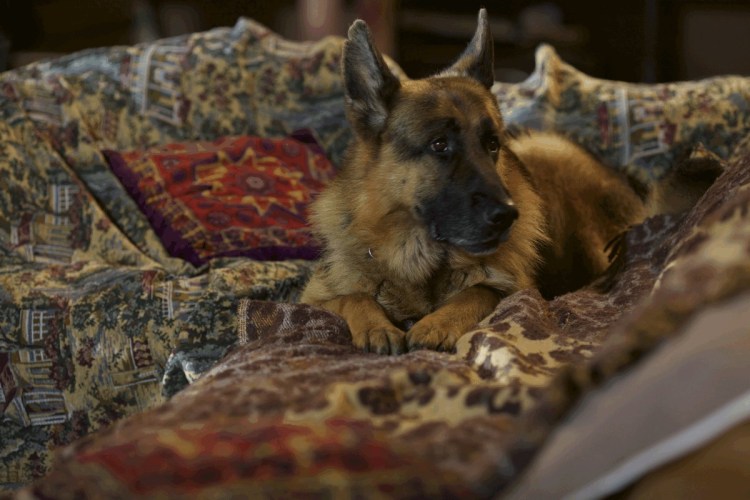 Мухтар Граф Шутц Хунд