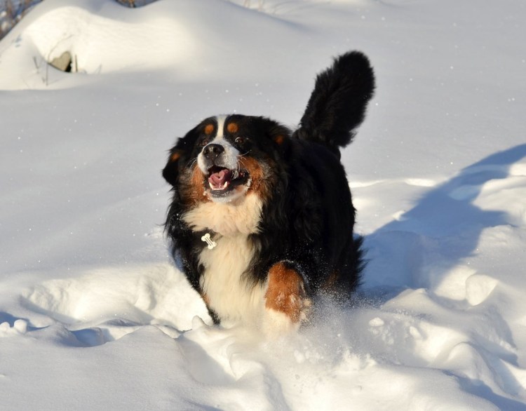 Собака овчарка немецкая Дина