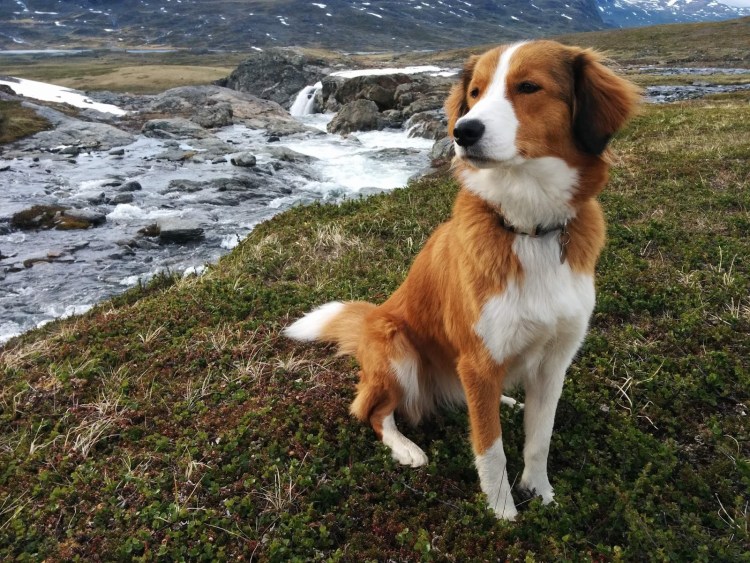 Сторожевой Бернский зенненхунд