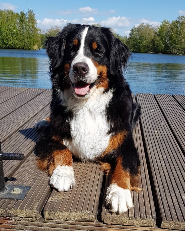 Бернский зенненхунд