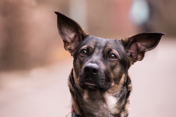 Бернский зенненхунд