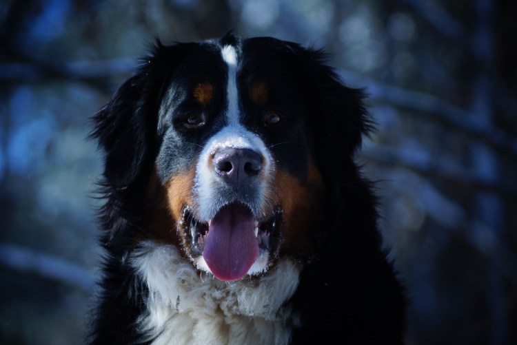 Berner Sennenhund порода
