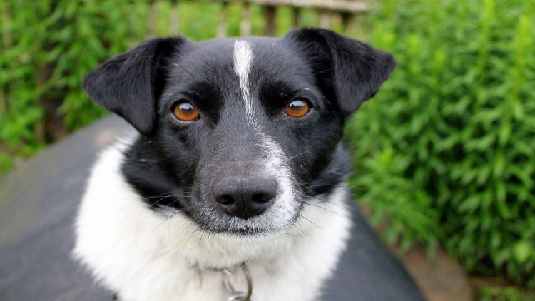 Ховаварт собака