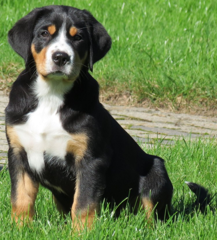 Бернский зенненхунд