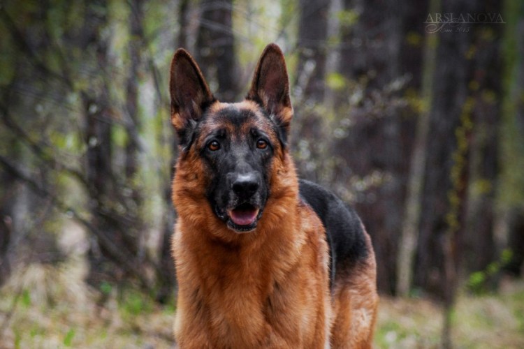 Коикерхондье порода собак маленький