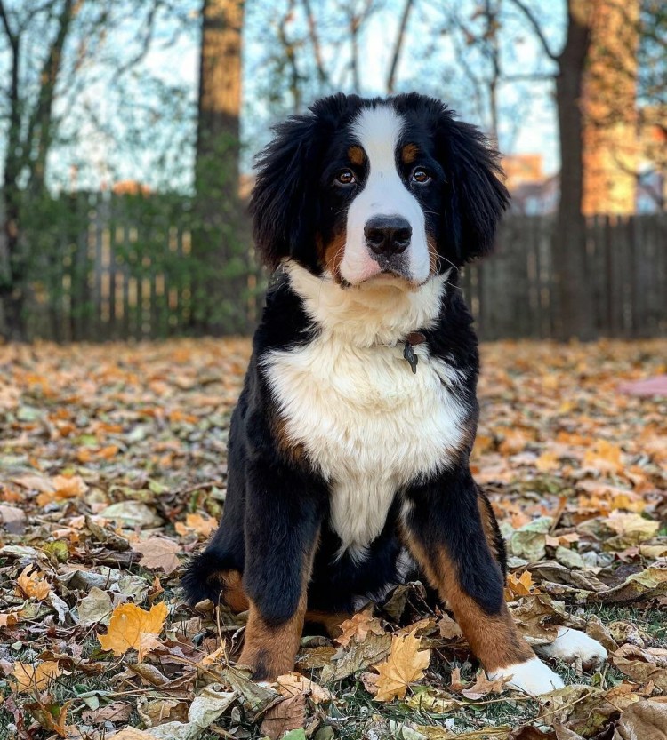 Бернский зенненхунд