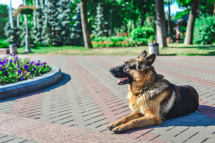 Немецкая овчарка Граф Шутц