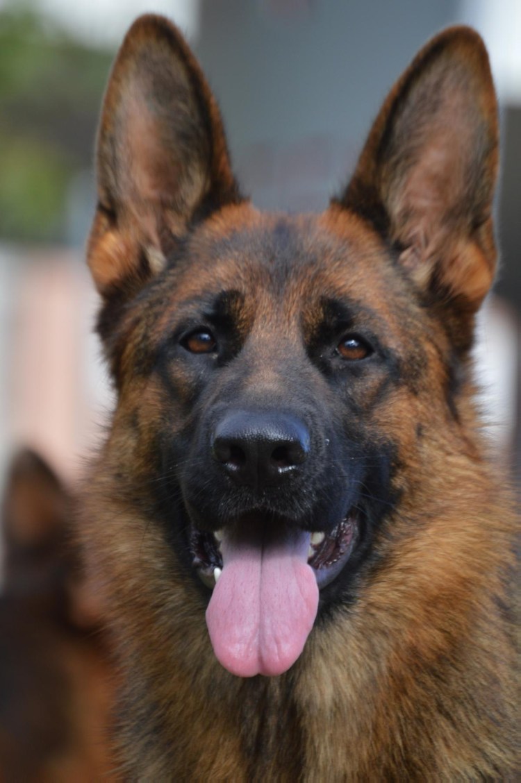 Немецкая овчарка Шутц Хунд