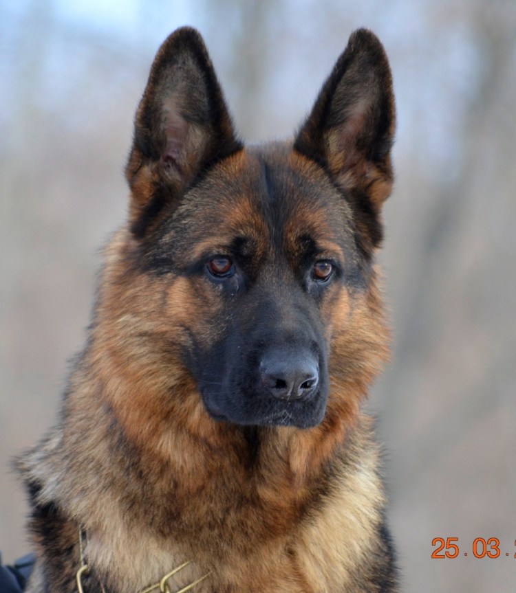 Мессенджер собака