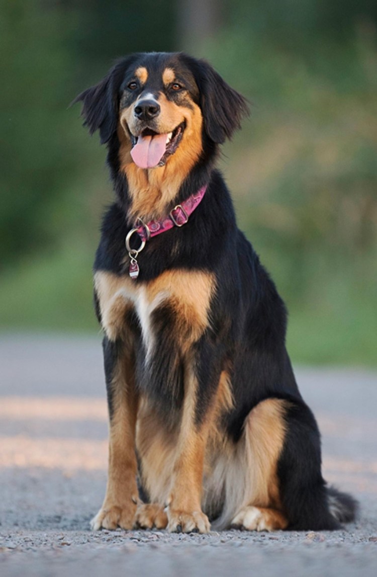 Шмосель Хунд