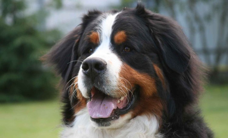 Зигмунд порода собак