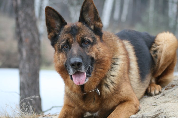 Метис ньюф + ховаварт