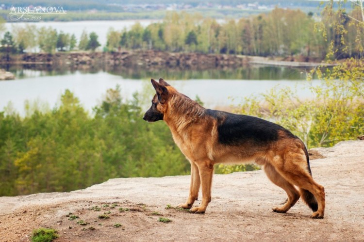 Норвежский лундехунд