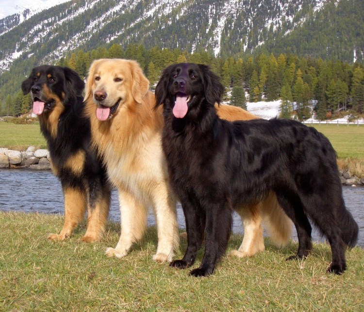 Немецкая овчарка Шутц Хунд