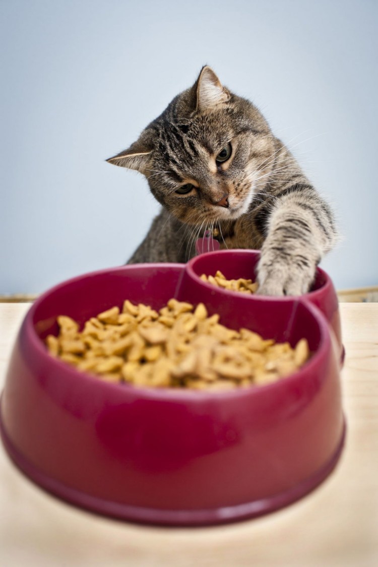 Корм для кошек