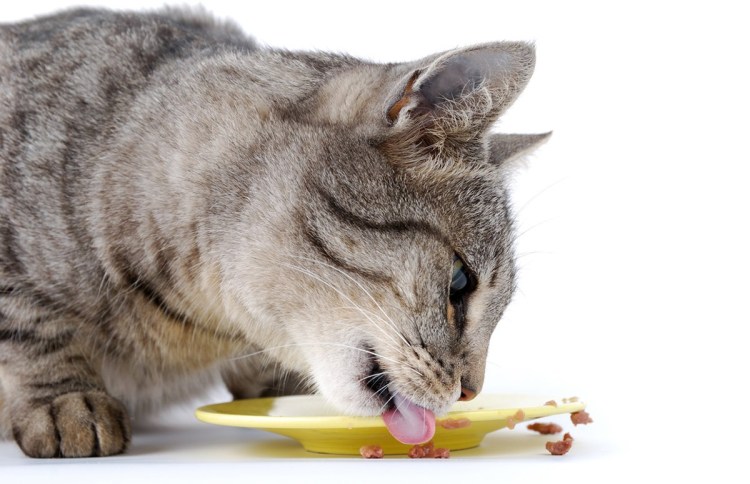Кошка ест лакомство