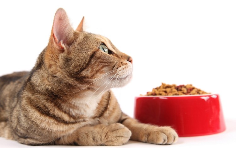 Еда для кошки картинки для детей