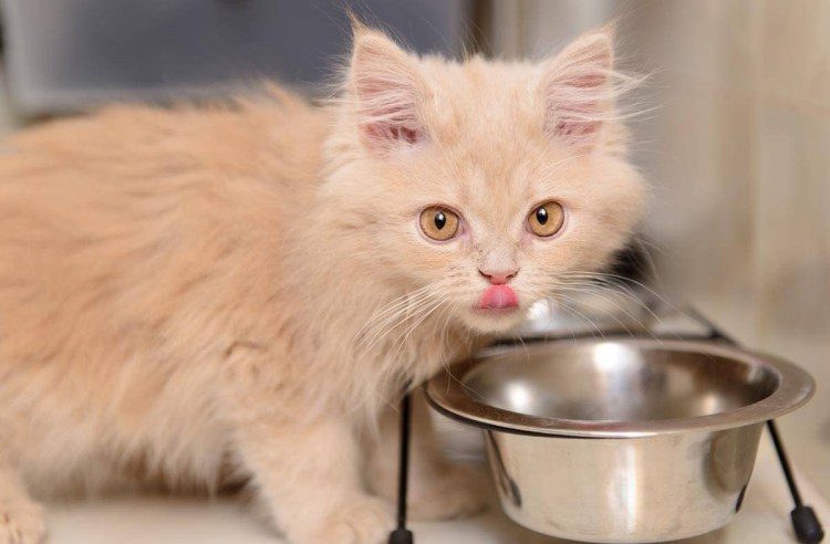 Кот обедает