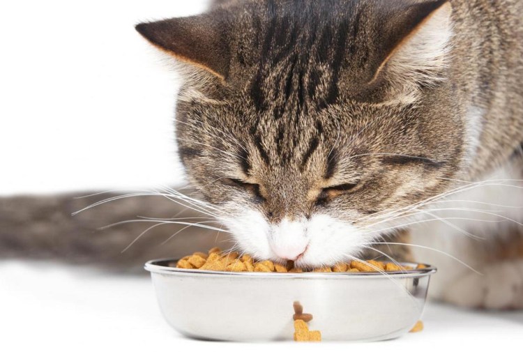 Кот ест корм