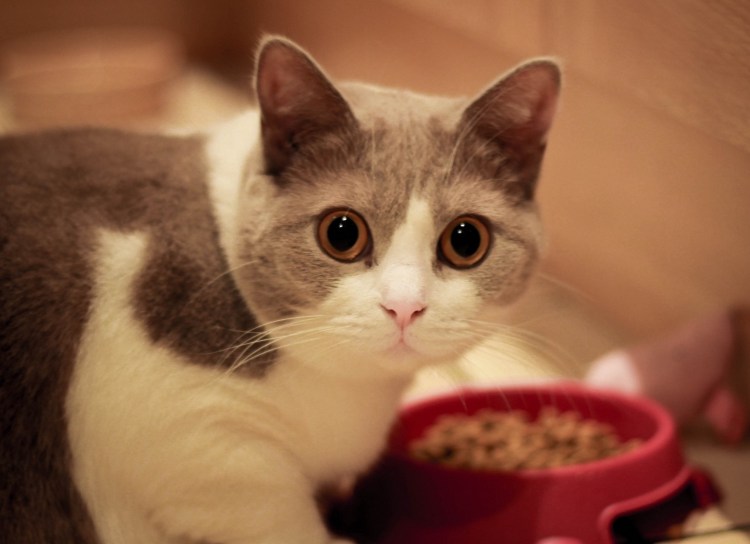 Котик кушает