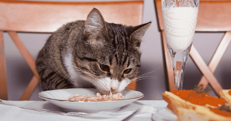 Котенок завтракает