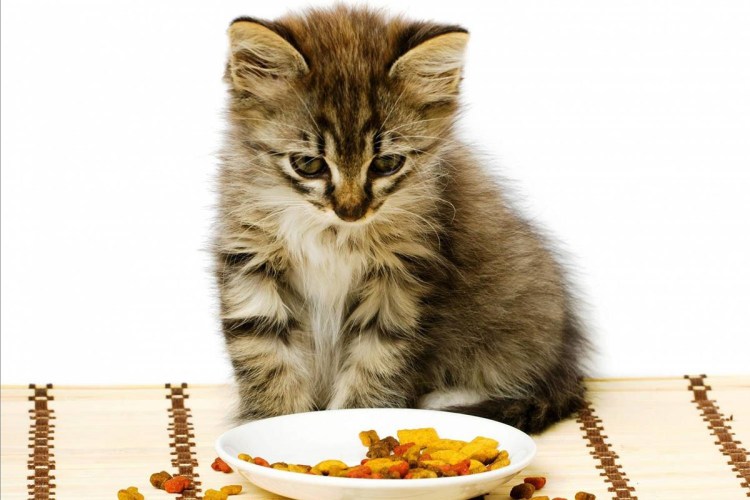 Котенок кушает