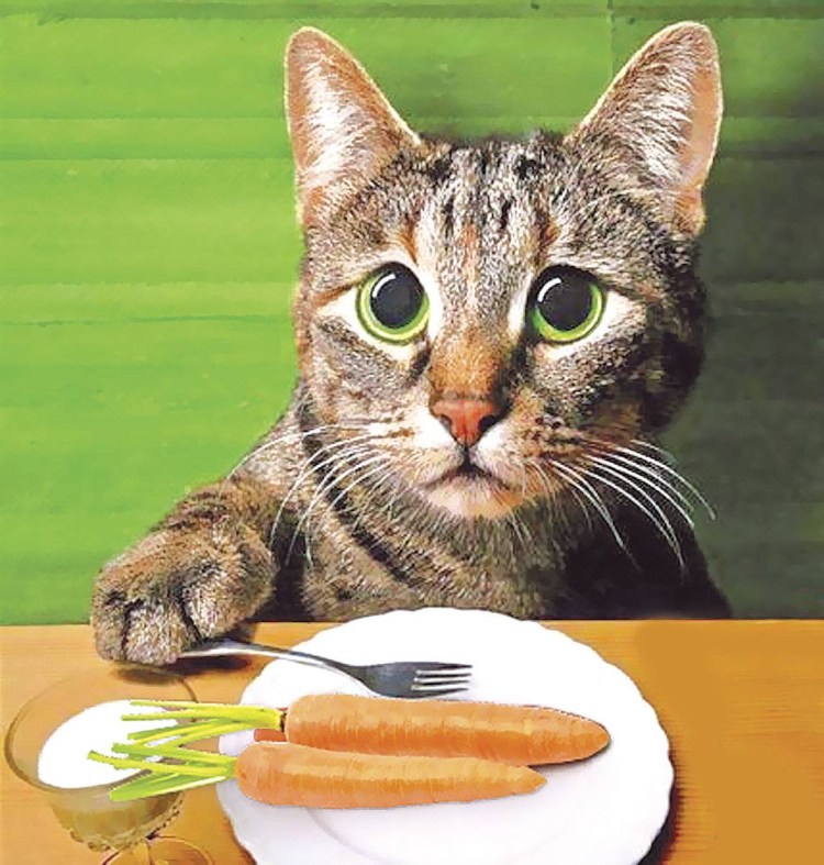 Еда для котят