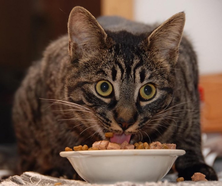 Кошка лакает молоко