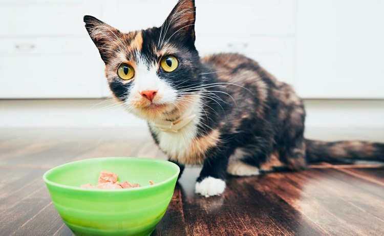 Корм для котят