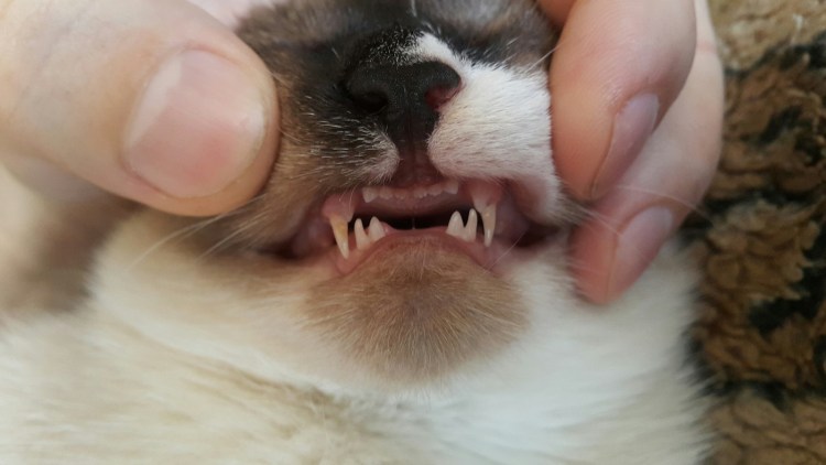 Гингивиостомвтит у кошек