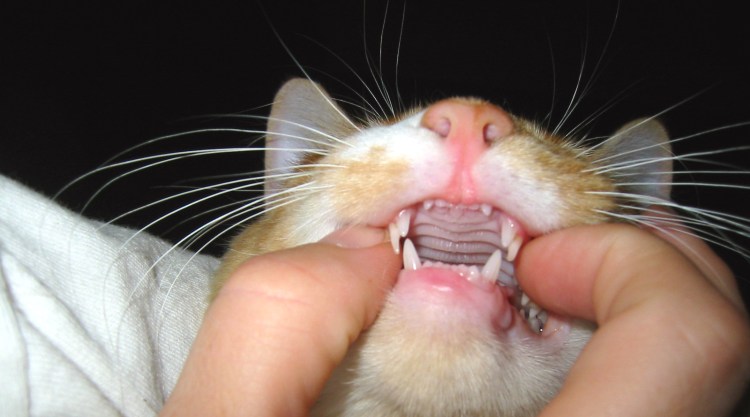 Ювенильный гингивит у кошек