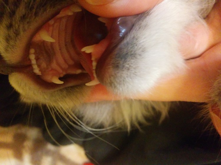 Маленькие кошачьи зубки