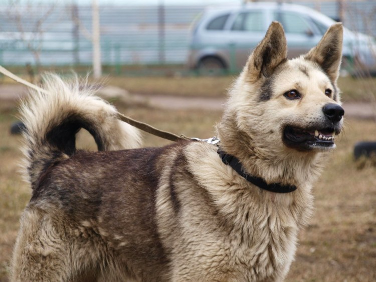 Помесь лайки и овчарки