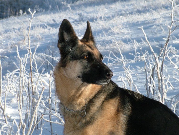 Дворняжка лайка овчарка