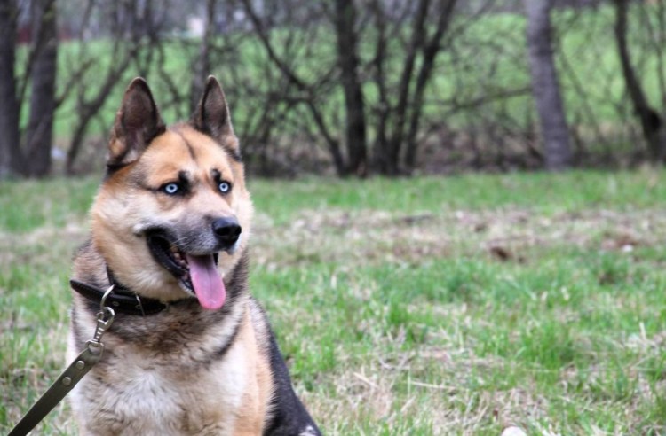 Помесь овчарки и волка