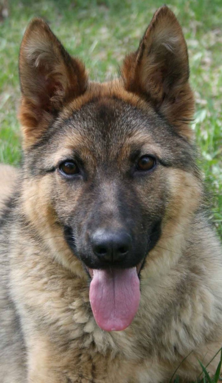 Восточносибирская лайка метис